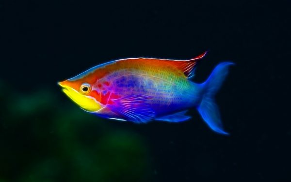 Rüyada Renkli Balık