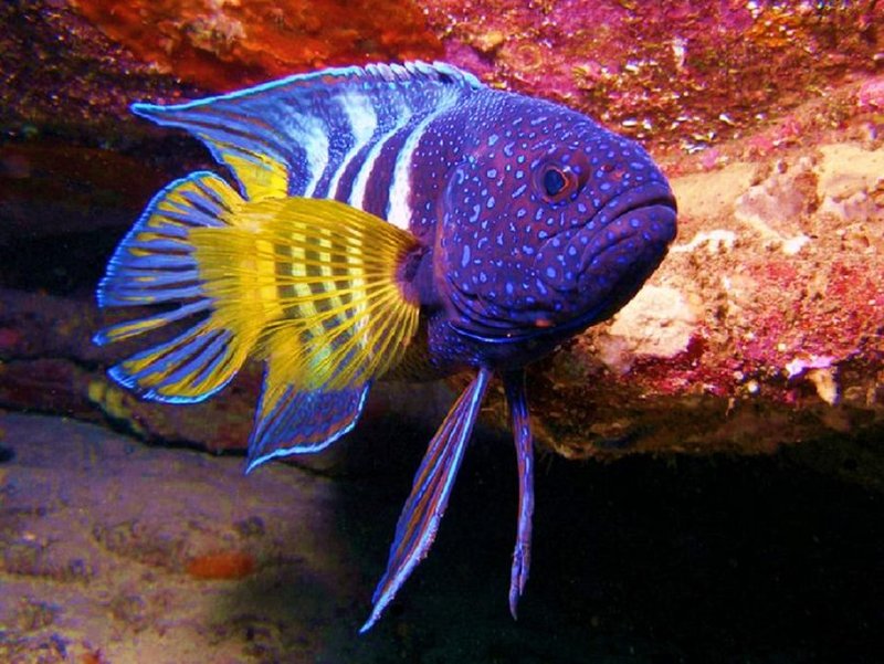 renkli balık