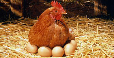 tavuk ve yumurtası
