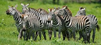 rüyada zebra