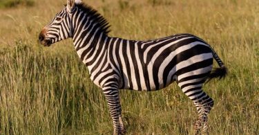 Rüyada Zebra