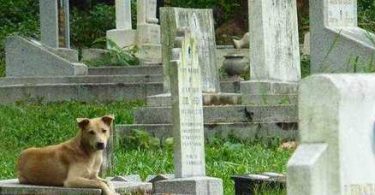Rüyada Mezarlıkta Köpek Görmek