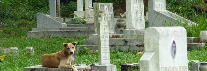 rüyada mezarlıkta köpek görmek