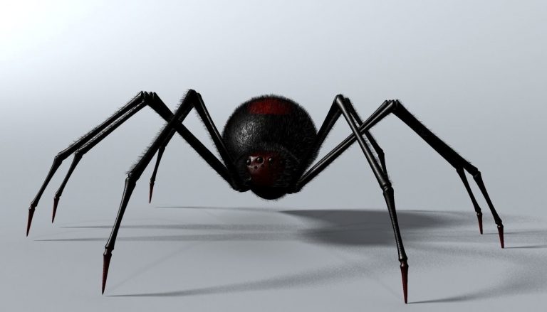Rüyada Siyah Büyük Örümcek Görmek - Rüya Meali