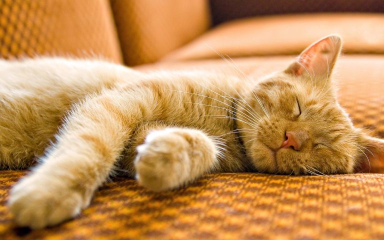 Rüyada Uyuyan Kedi Görmek - Rüya Meali