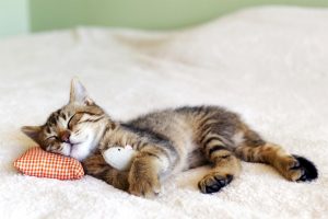 Rüyada Uyuyan Kedi Görmek - Rüya Meali