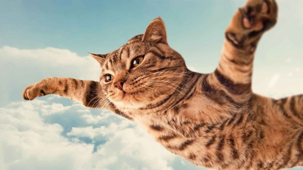 Rüyada Uçan Kedi Görmek Rüya Meali