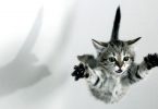 Rüyada Uçan Kedi Görmek