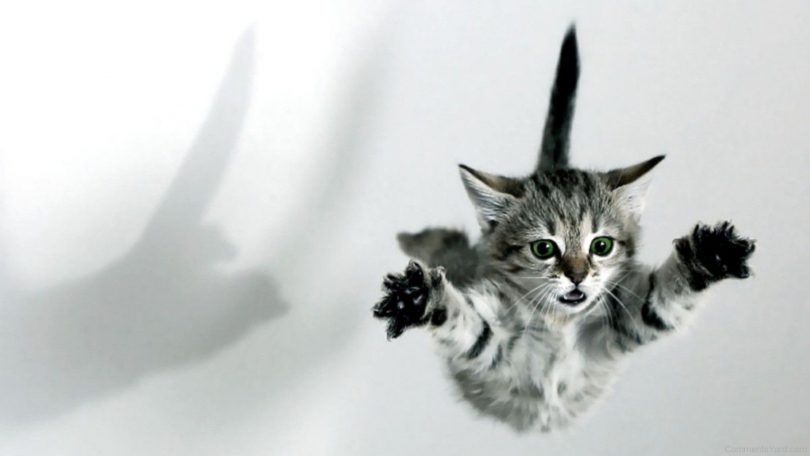 Rüyada Uçan Kedi Görmek