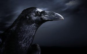 Rüyada Dala Konmuş Siyah Kuşlar Görmek