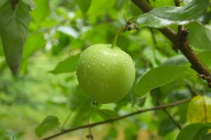 Rüyada Ağaçtan Sarı Elma Kopardığını Görmek