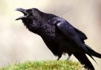 Rüyada Siyah Kuşlar Görmek