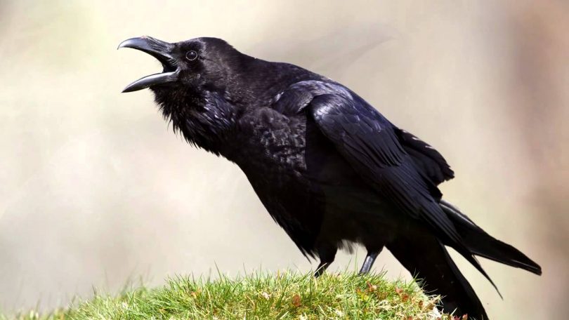 Rüyada Siyah Kuşlar Görmek - Rüya Meali