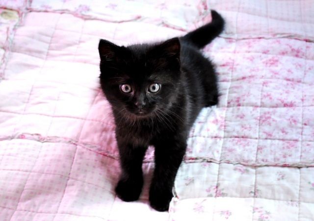 Rüyada Siyah Kedi Yavrusunu Görmek