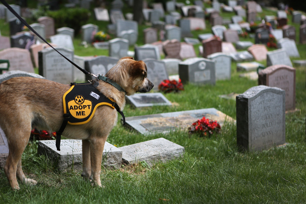 Rüyada Mezarlıkta Köpek Sevdiğini Görmek