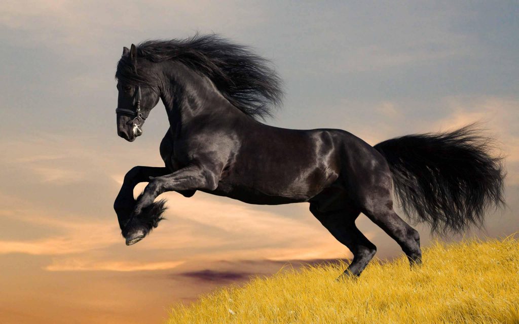 Rüyada Siyah At Sürüsü Görmek