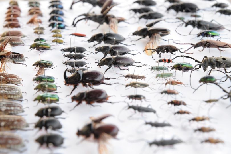 Rüyada Böcek Sürüsü Görmek - Rüya Meali