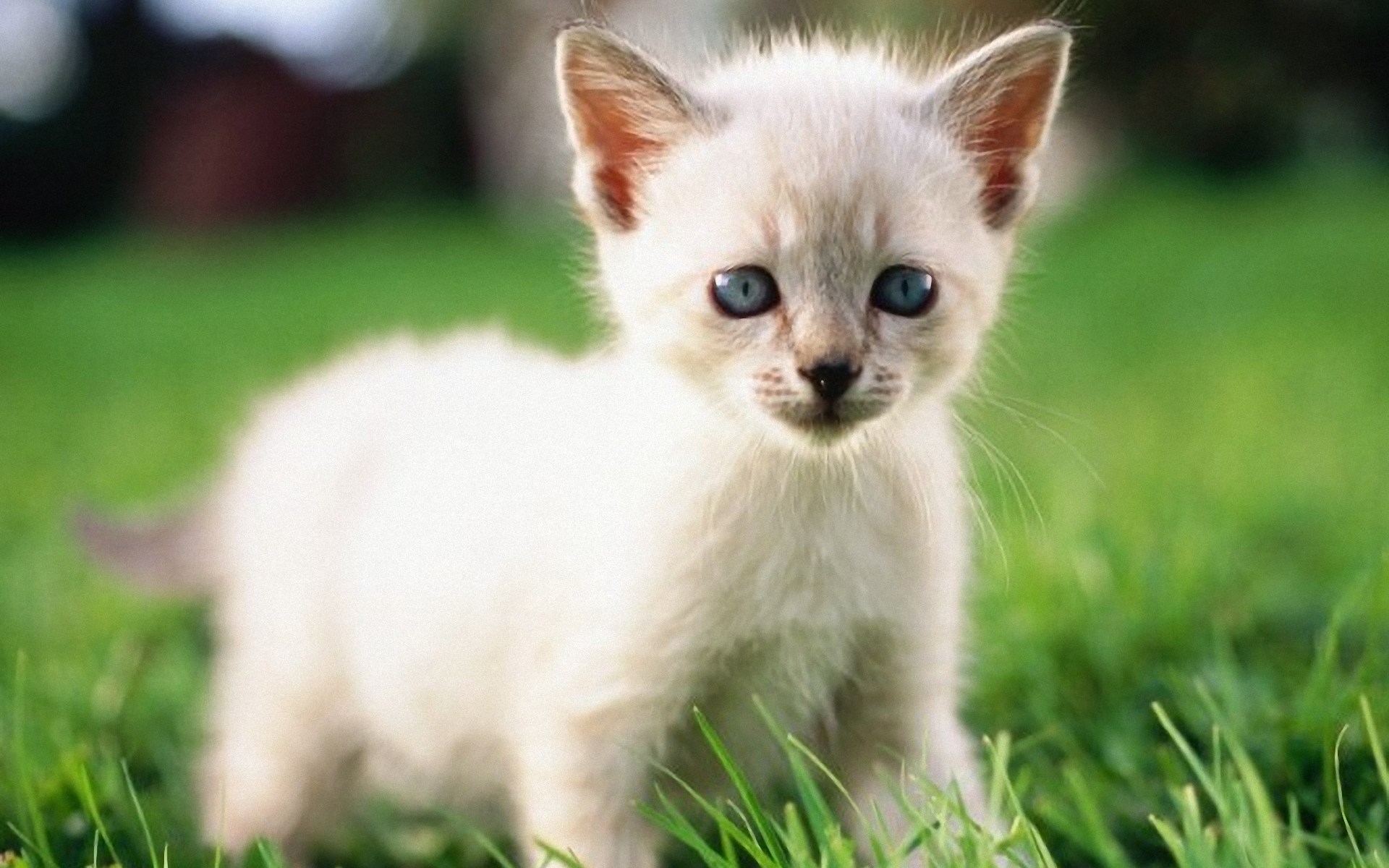 rüyada yavru beyaz kedi görmek