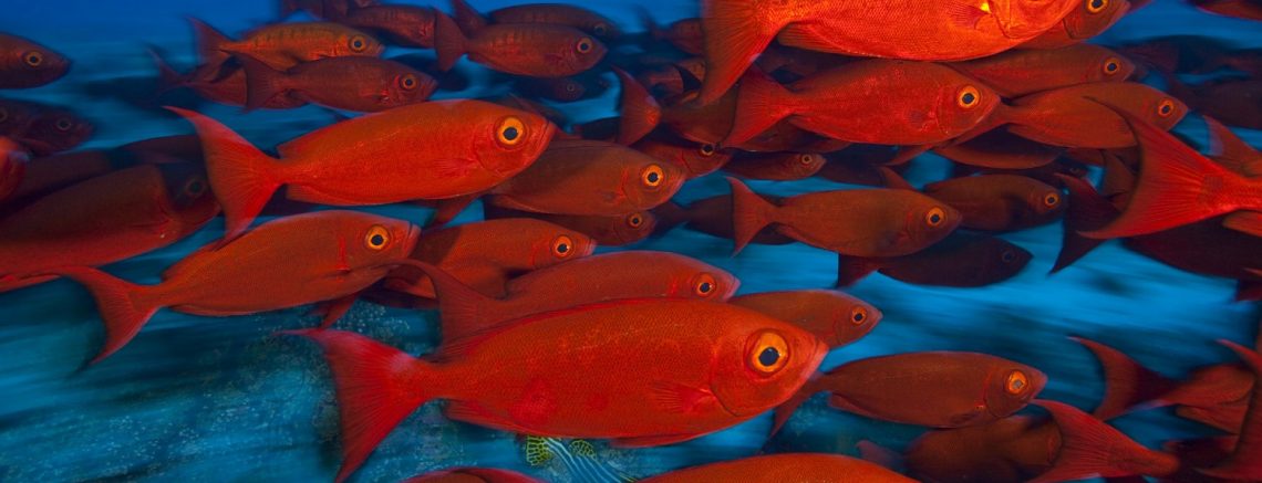 Rüyada Kırmızı Balıklar Görmek - Rüya Meali