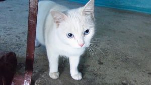 Rüyada Beyaz Kedi Yavrusu Sevmek