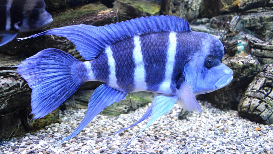 Rüyada Mavi Renkli Balık Görmek - Rüya Meali