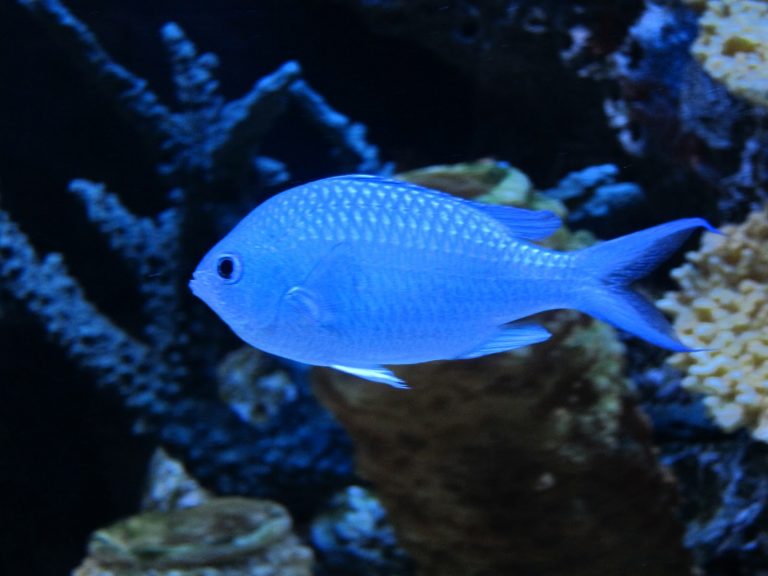Rüyada Mavi Renkli Balık Görmek - Rüya Meali
