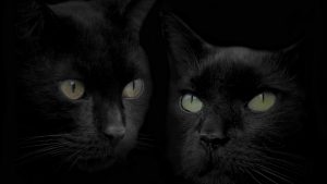 Rüyada Siyah Kedi Yavrusu Sevmek