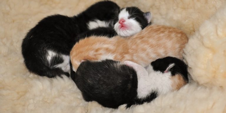 Rüyada Yeni Doğmuş Kedi Yavrusu Görmek - Rüya Meali