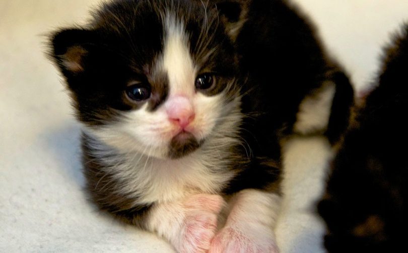 Rüyada Yeni Doğmuş Kedi Yavrusu Görmek Rüya Meali