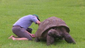 Rüyada Kaplumbağa Yavrusu Beslediğini Görmek