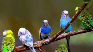 Rüyada Mavi Renk Muhabbet Kuşu Öttüğünü Görmek