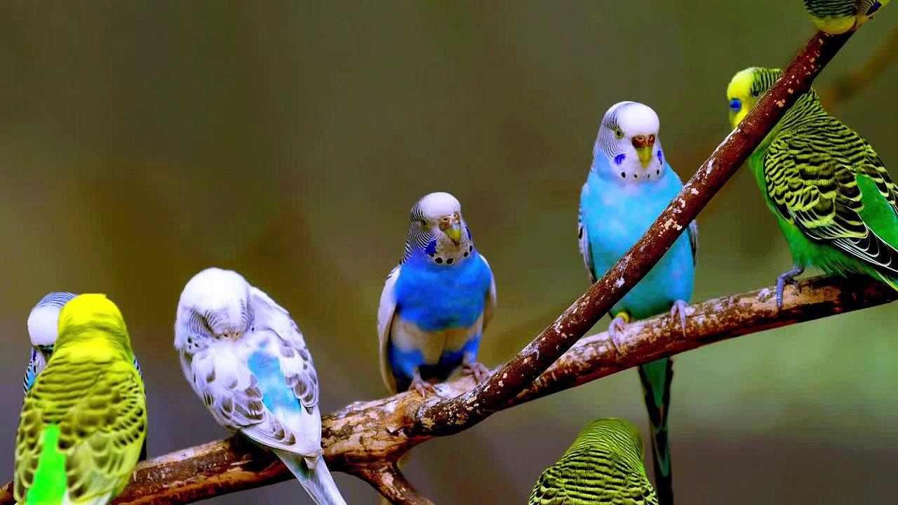 Rüyada Mavi Renk Muhabbet Kuşu Görmek - Rüya Meali