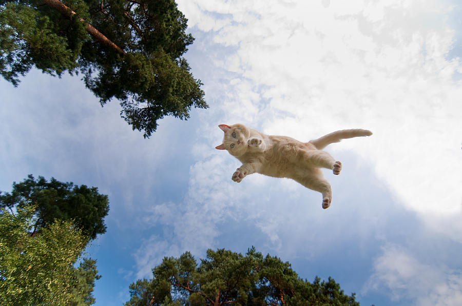 Rüyada Kedinin Uçtuğunu Görmek - Rüya Meali