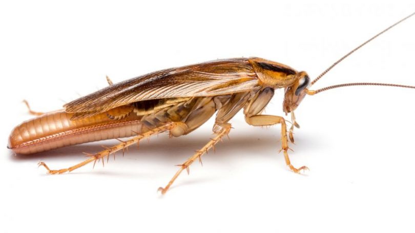 Rüyada Hamam Böceği Ölüsü Görmek - Rüya Meali