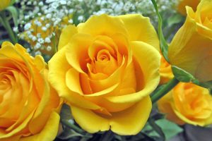 Rüyada Mezarda Sarı Çiçek Görmek