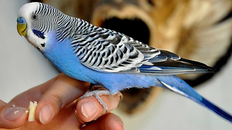 Rüyada Mavi Renk Muhabbet Kuşu Görmek