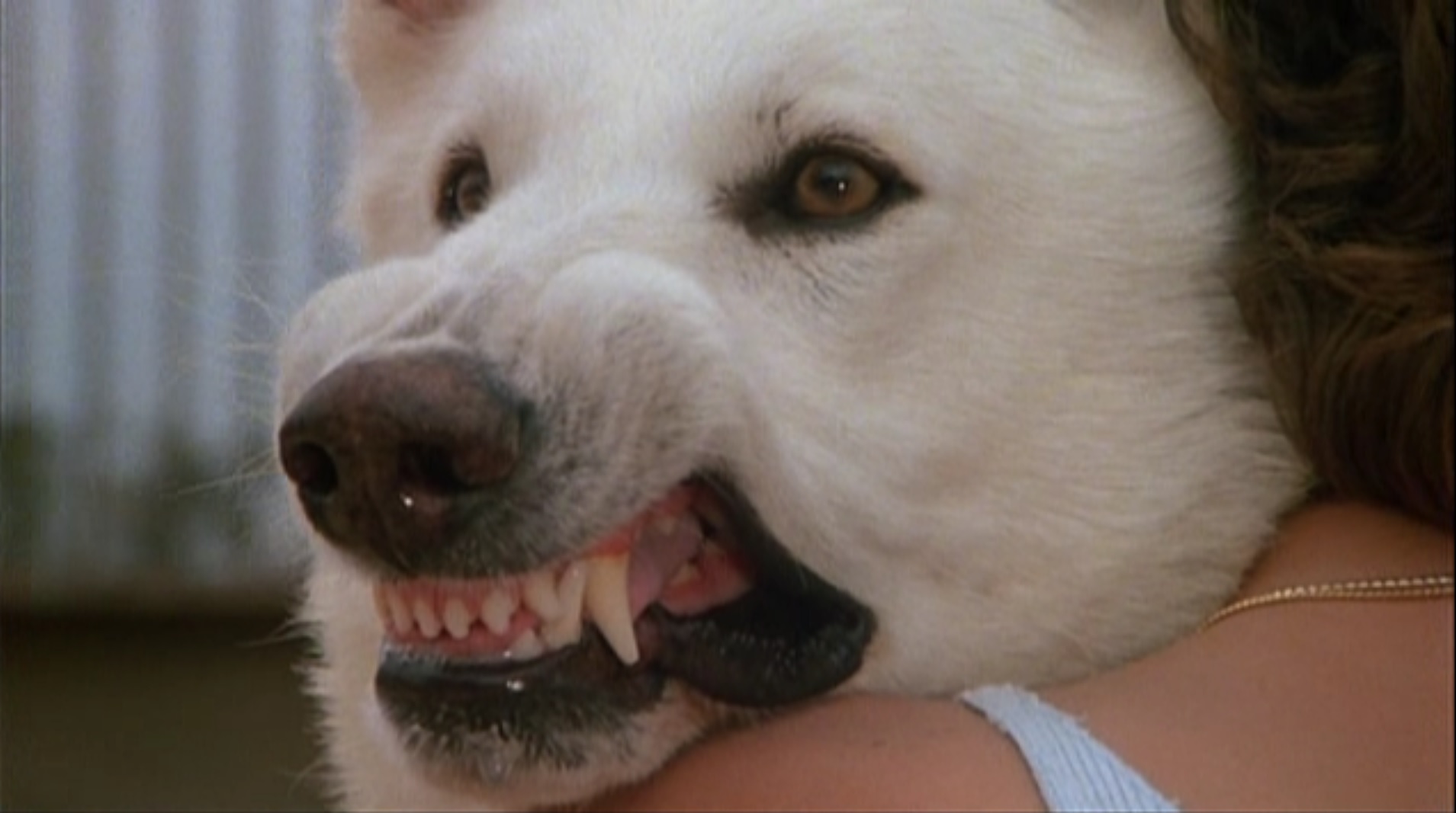 Rüyada Beyaz Köpek Saldırması