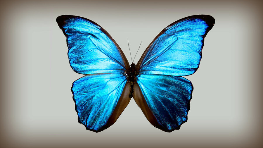 Rüyada Bir Mavi Uçan Kelebek Çimenlerde Görmek