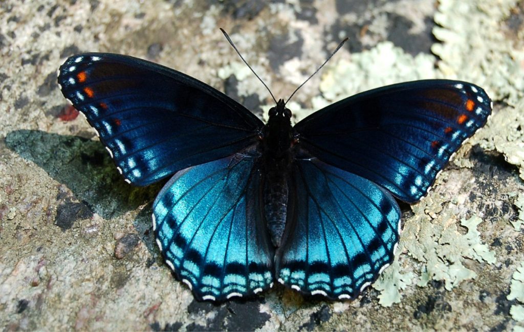 Rüyada Mavi Kelebek Görmek ve Uçması