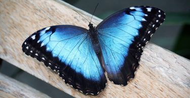 Rüyada Mavi Kelebek Görmek