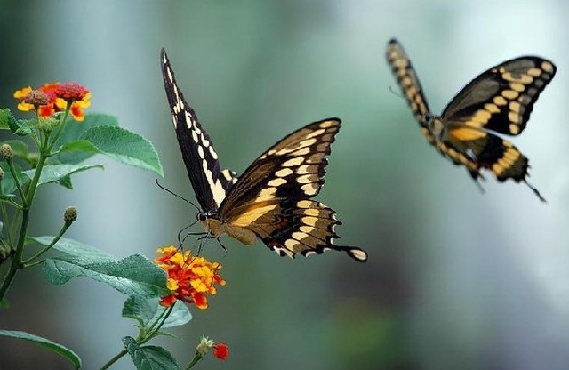 Rüyada Evde Uçan Güzel Kelebek Yanında Görmek