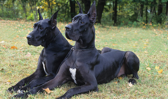 Rüyada Siyah Köpek Kovalaması - Rüya Meali