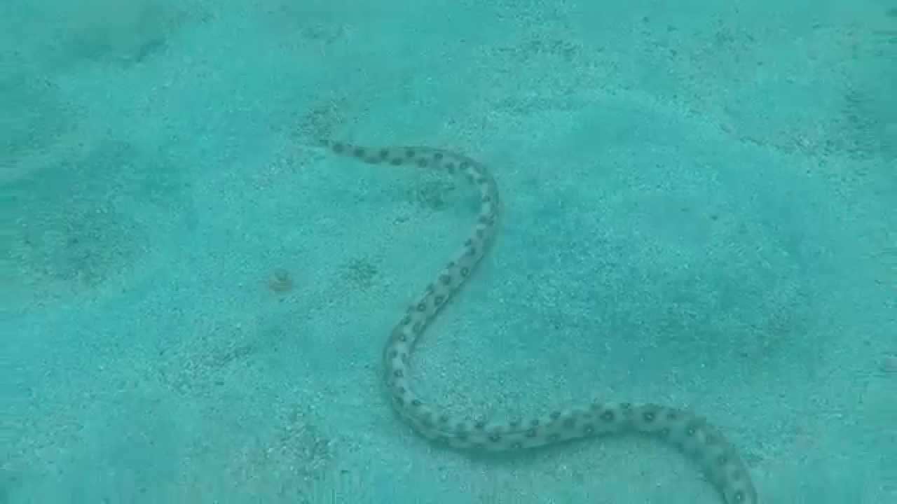 Rüyada Deniz Yılanı Görmek - Rüya Meali