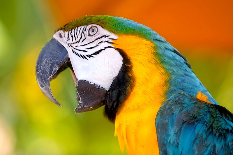 Rüyada Çok Konuşan Renkli Papağan Kafeste Görmek