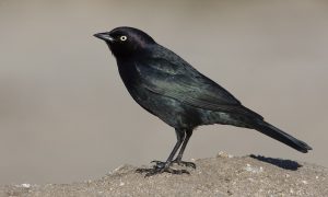 Rüyada Siyah Güvercin Tutmak