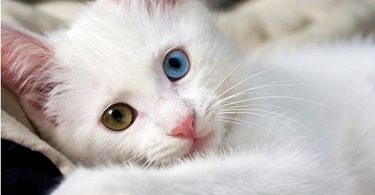 Rüyada Beyaz Kedi Sevmek