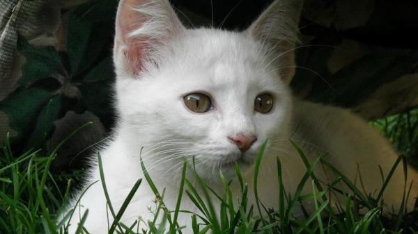Rüyada Beyaz Kedi Sevmek - Rüya Meali