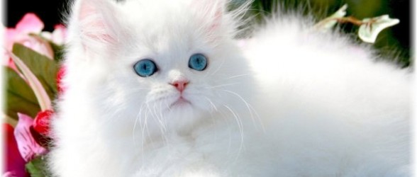 Rüyada Karanlıkta Beyaz Parlak Kedi Elinle Sevmek