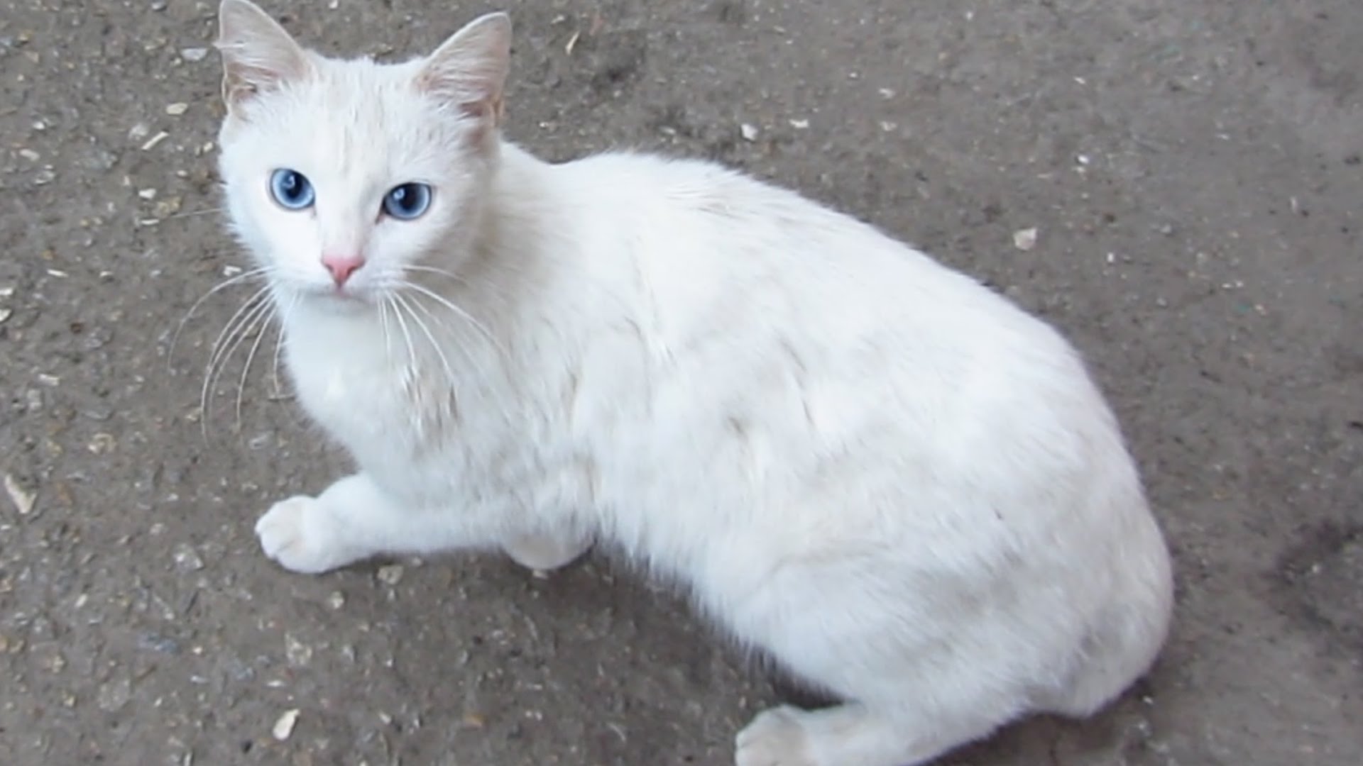 Rüyada Beyaz Kedi Görmek