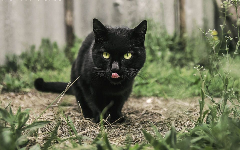 Rüyada Kara Kedi Isırması